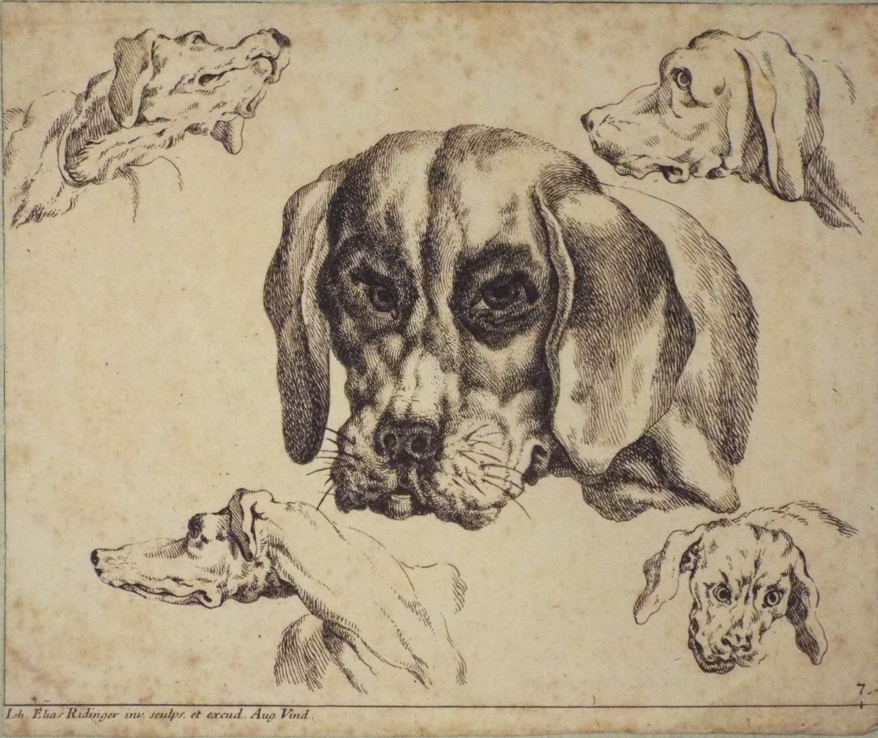 Etching - Five Heads of Hounds - Ridinger
